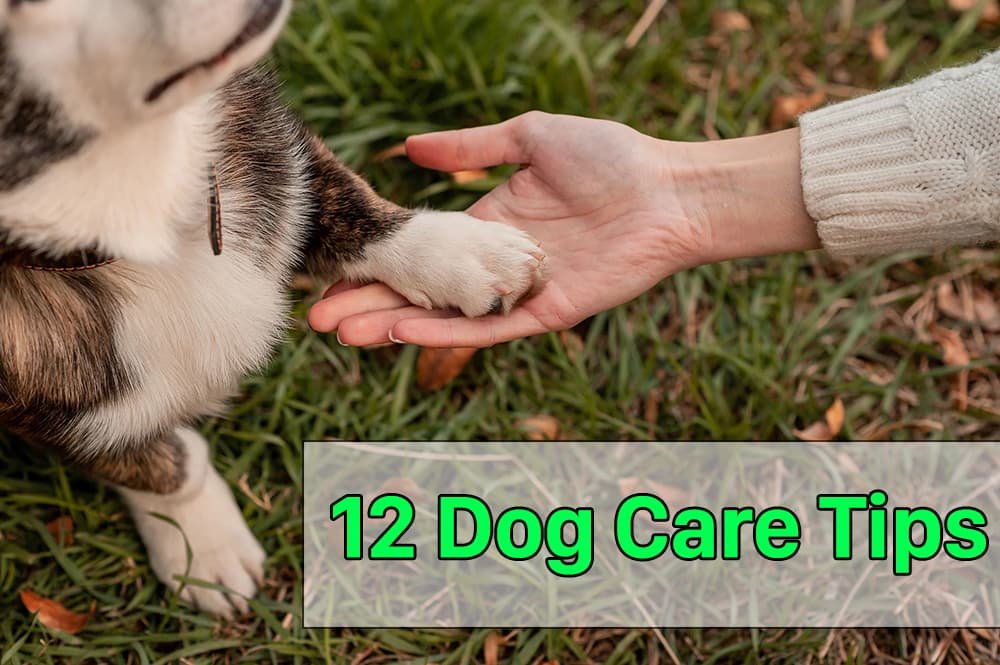 12 Dog Care Tips you need to know