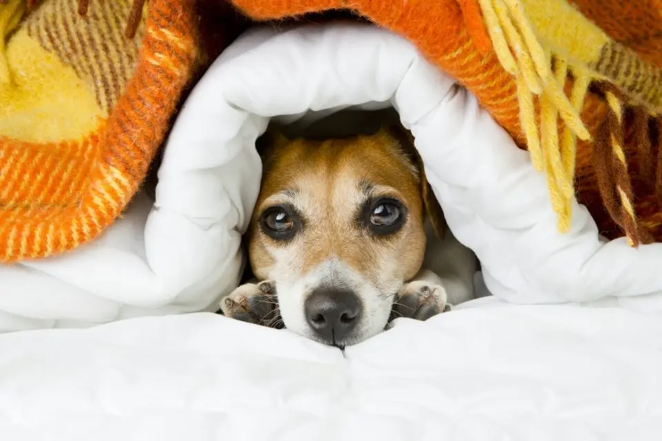 How to Keep Pets Calm During a Storm?