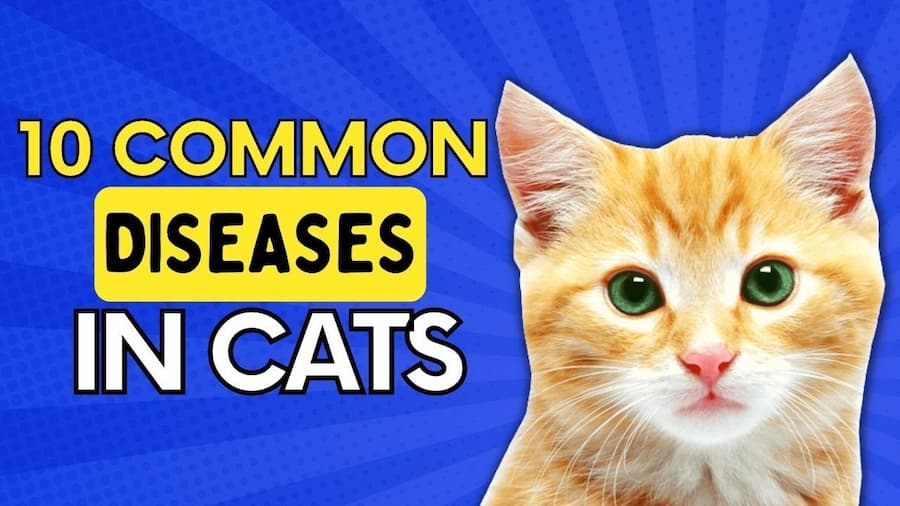10 common diseases in cats, did you know?