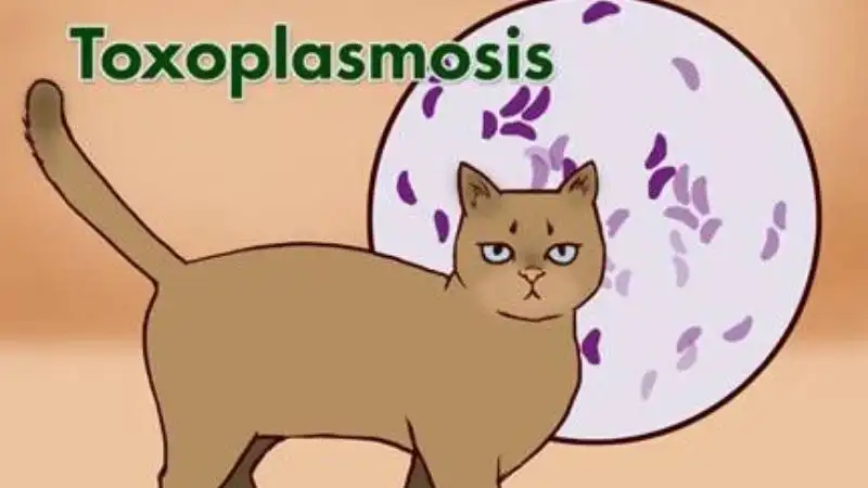 10 common diseases in cats, did you know?