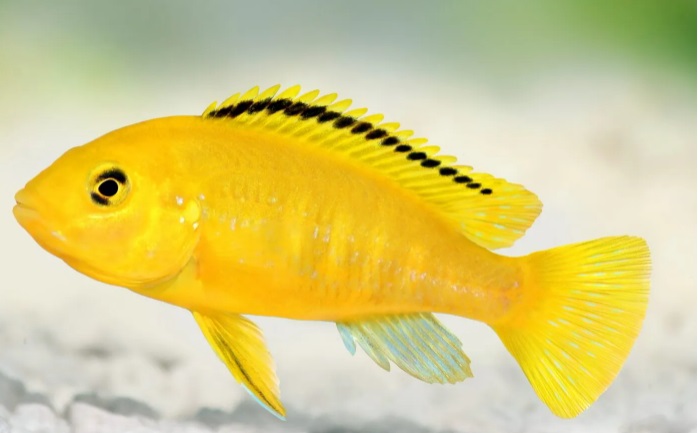 All ABOUT CICHLIDS FISH
