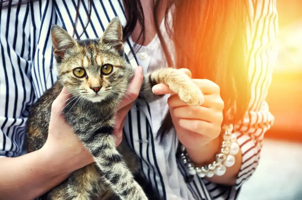 ADAPTING A KITTEN: FIND OUT HOW TO WELCOME THE NEW RESIDENT
