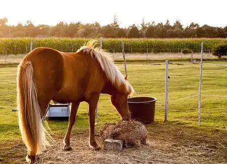 Can horses eat corn husk? Is corn husk safe for horses?