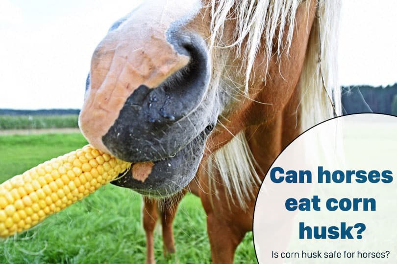 Can horses eat corn husk? Is corn husk safe for horses?