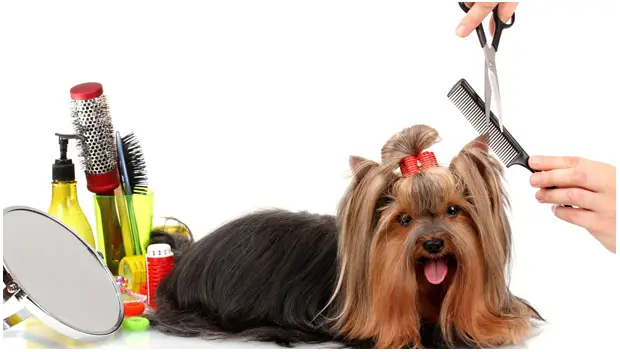 DOG GROOMING: EVERYTHING YOU NEED TO KNOW ABOUT IT