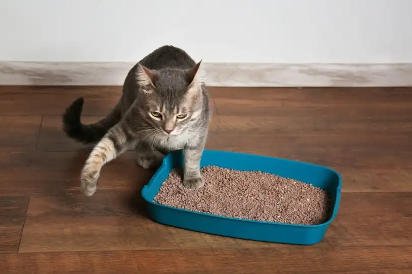 HOW DO I TEACH MY CAT TO USE THE LITTER BOX?