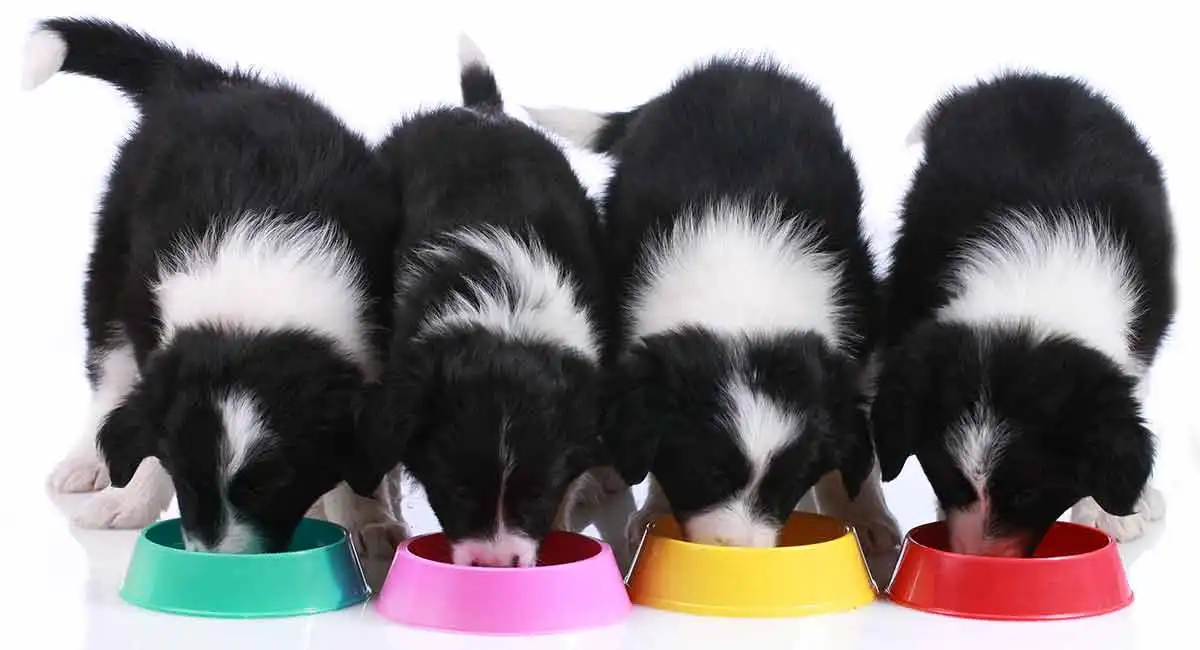 HOW MUCH TO FEED A BORDER COLLIE PUPPY? A COMPLETE GUIDE
