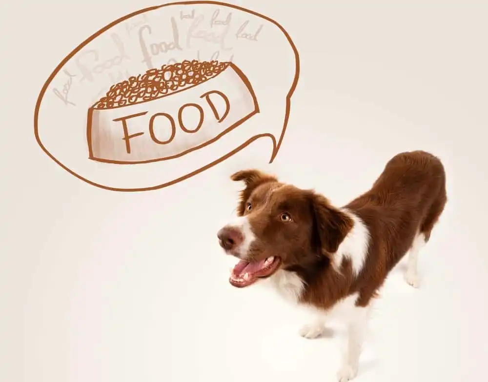 What are the nutrients required by a Border collie puppy?