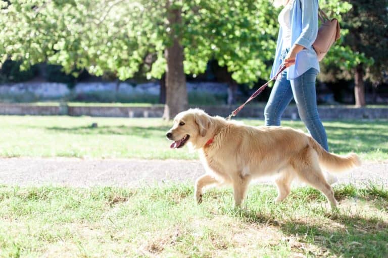 HOW OFTEN SHOULD YOU WALK YOUR DOG