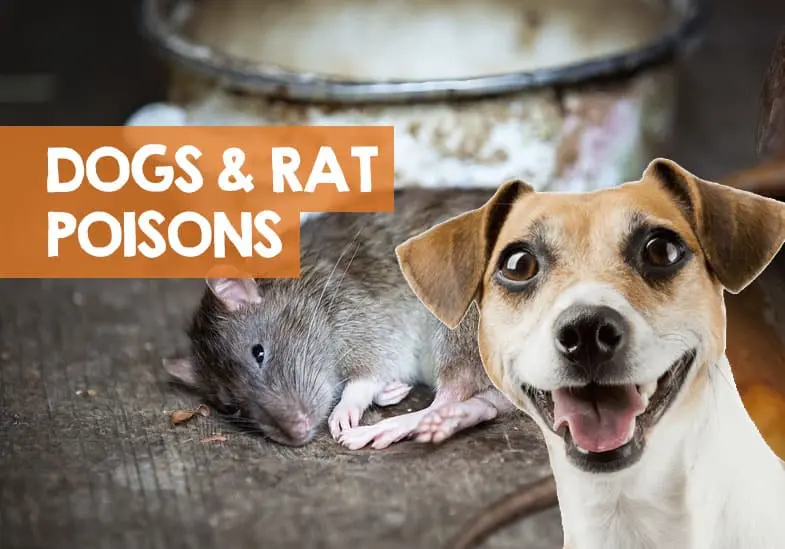 MY DOG ​​ATE RAT POISON: EMERGENCY CARE
