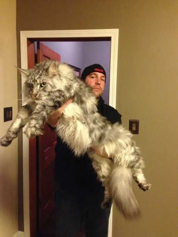 17 Giant Cats Whο Dοn’t Understand How Big Тhey Аre