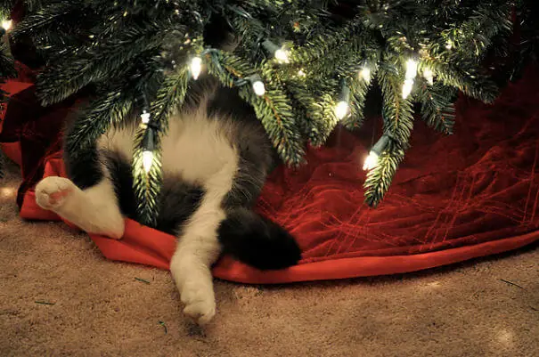 30 Dogs And Cats That Destroyed Christmas And Will Do It Again