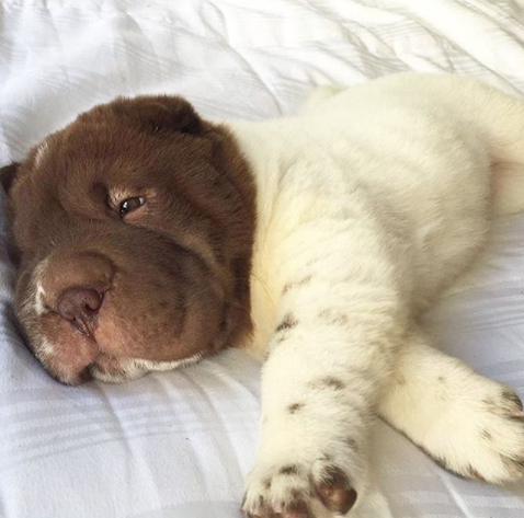 20 Dogs That You Will Fell In Love With Instantly