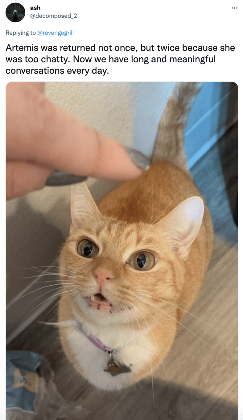 18 Adopted Cats That Were Returned To The Shelter For The Most Silly Reasons – TIPSPETCARE