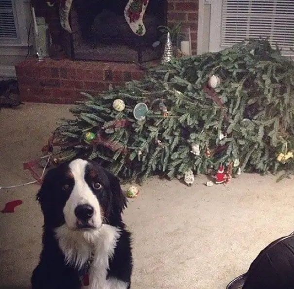 30 Dogs And Cats That Destroyed Christmas And Will Do It Again – TIPSPETCARE