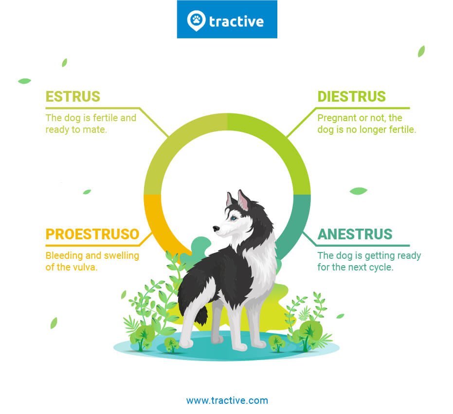 The 4 stages of the dog in heat cycle - infographic by Tractive