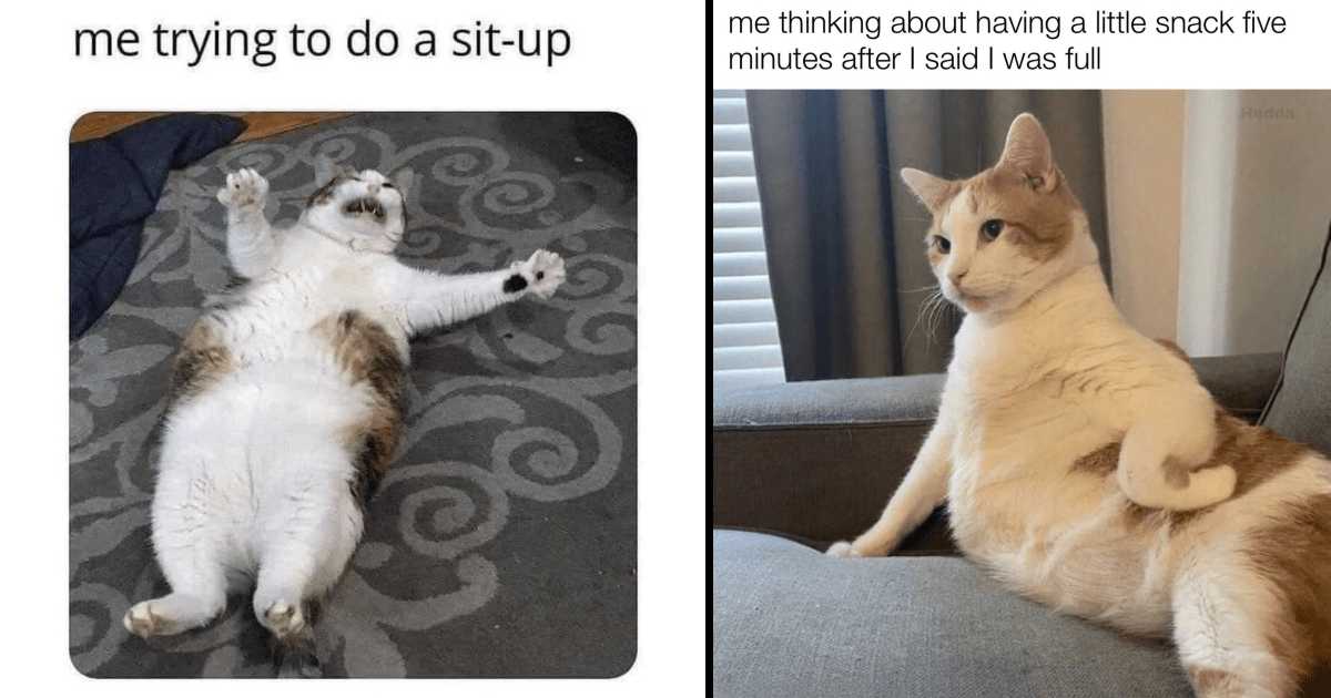 18 Hilarious Cat Memes That You Will Find Surprisingly Relatable