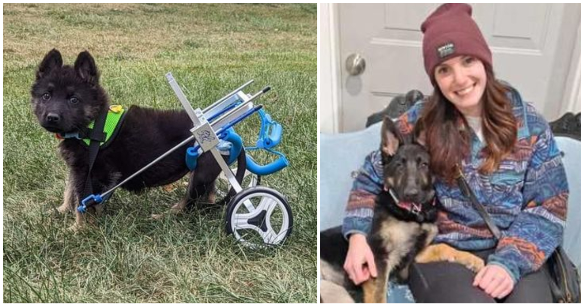 Wheelchair-bound puppy born with disabilities finds her forever home
