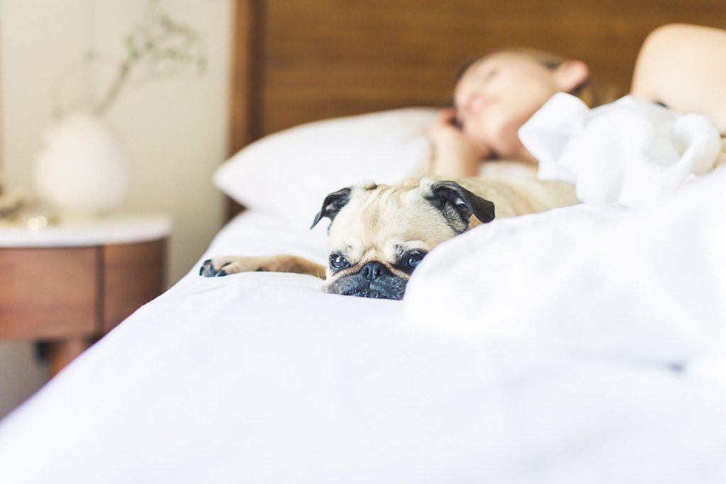 human with dog sleeping in bed