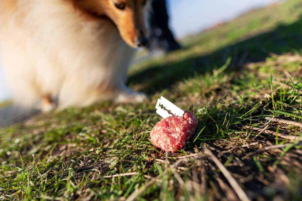 examples-of-dog-poison-food-met-during-dog-walks