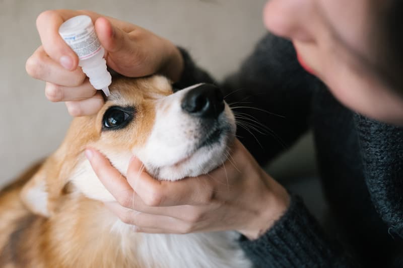 How to Give Your Dog Eye Drops