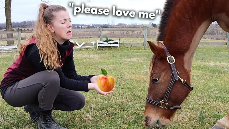 Establish a relationship with the horse