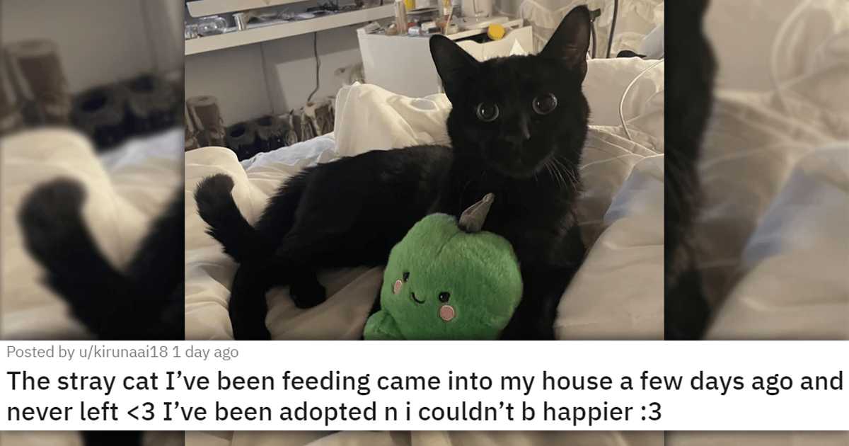18 Times Humans Were Adopted By Cats And It Is Adorable (New Stories)