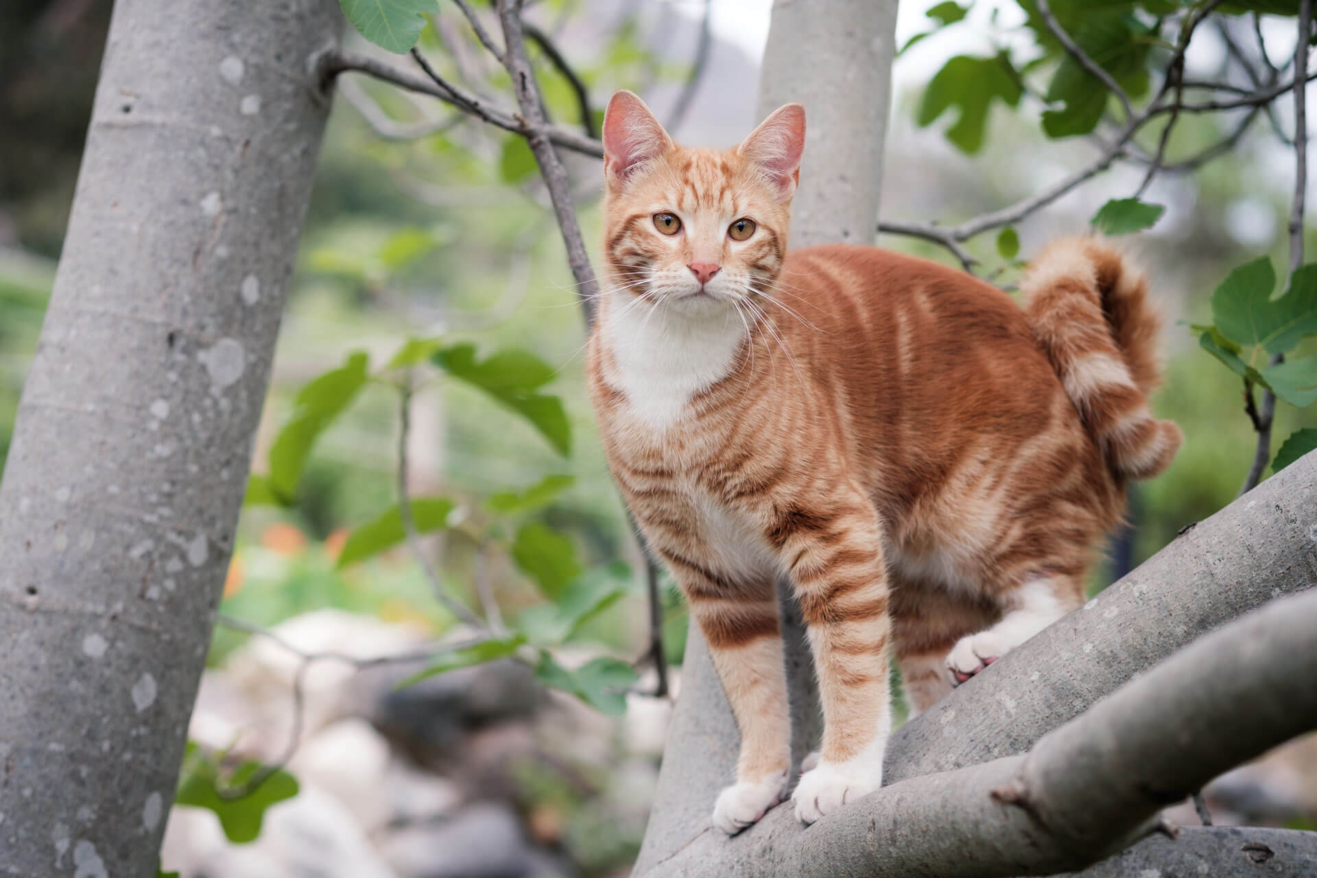 orange cat in tree