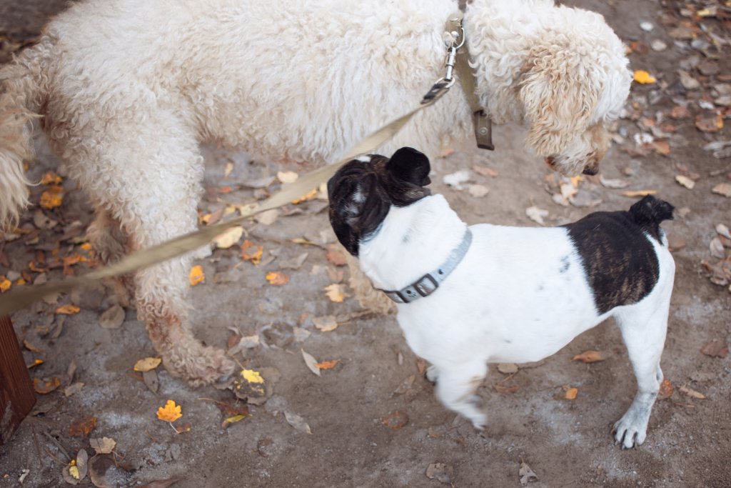 two dogs outside sniffing each other with leaves on the ground
