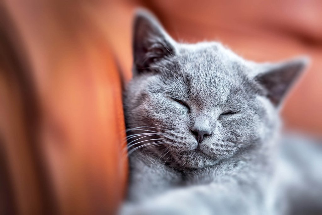 grey cat sleeping on orange surface