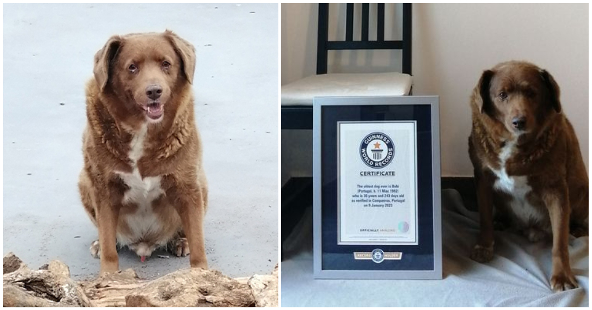 30-year-old dog named Bobi sets world record as the oldest dog ever