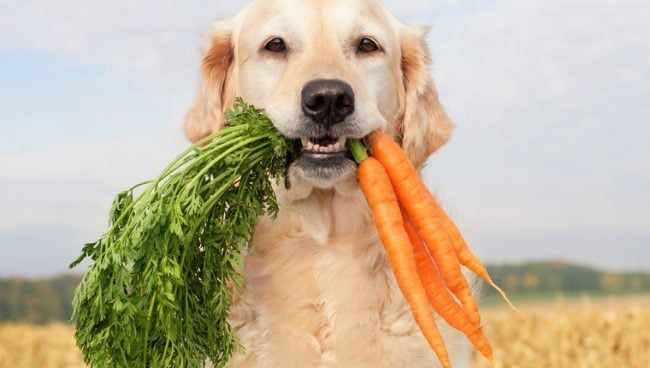 Plant-Based Diets Are Better for Your Dog, Says New Book