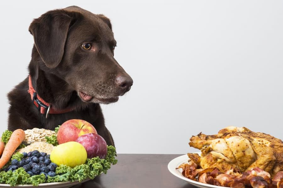 The Importance of Proper Nutrition for Dogs