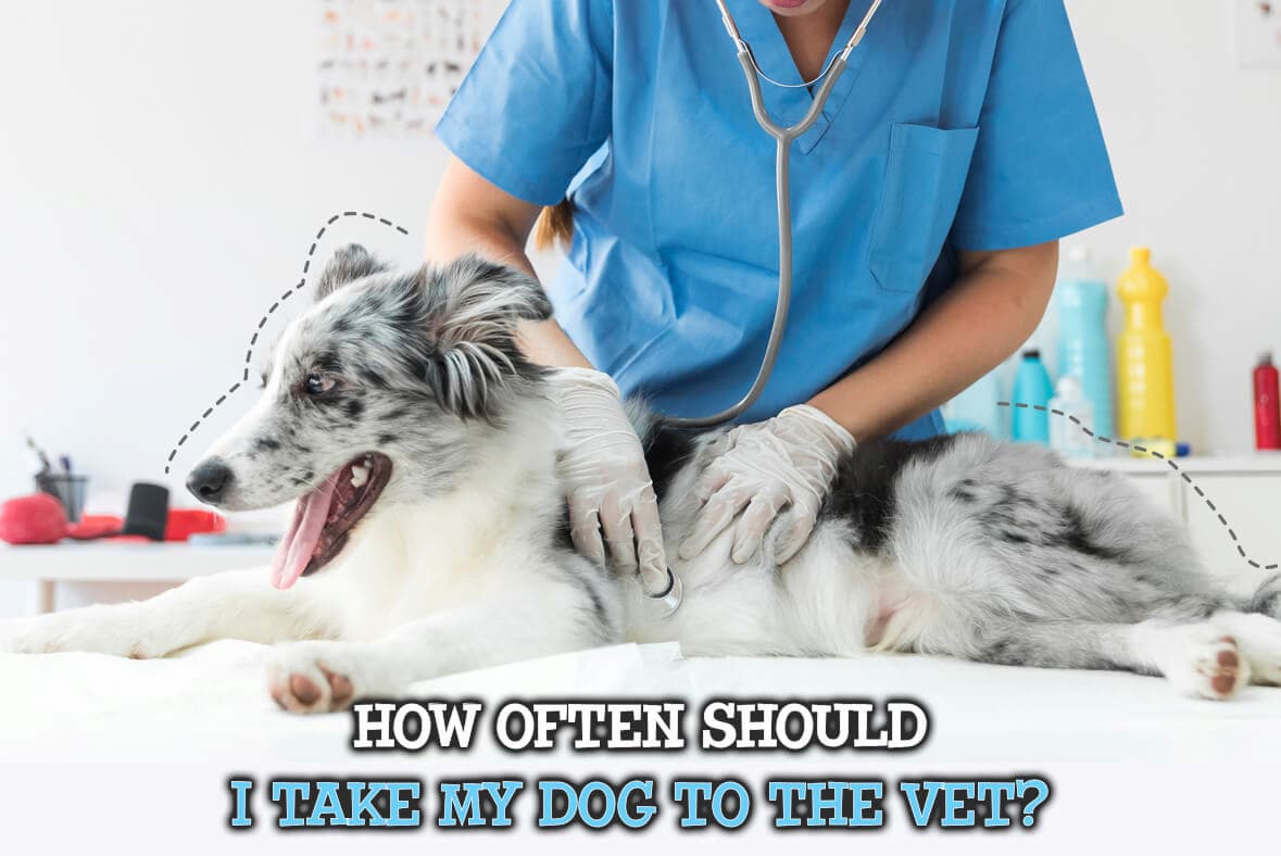 How often should i take my dog to the vet?