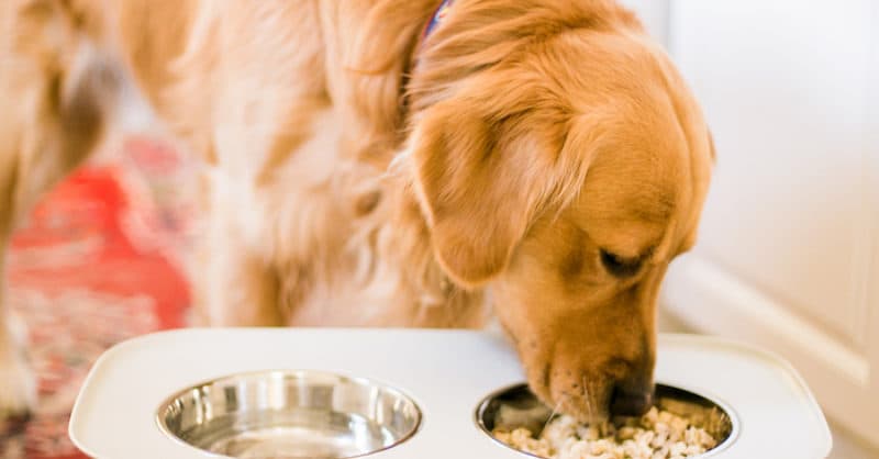 What is the healthiest food to feed your dog?