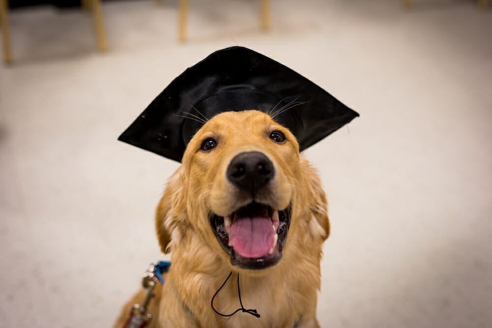 Loyal service dog graduates with honors after helping owner through middle school